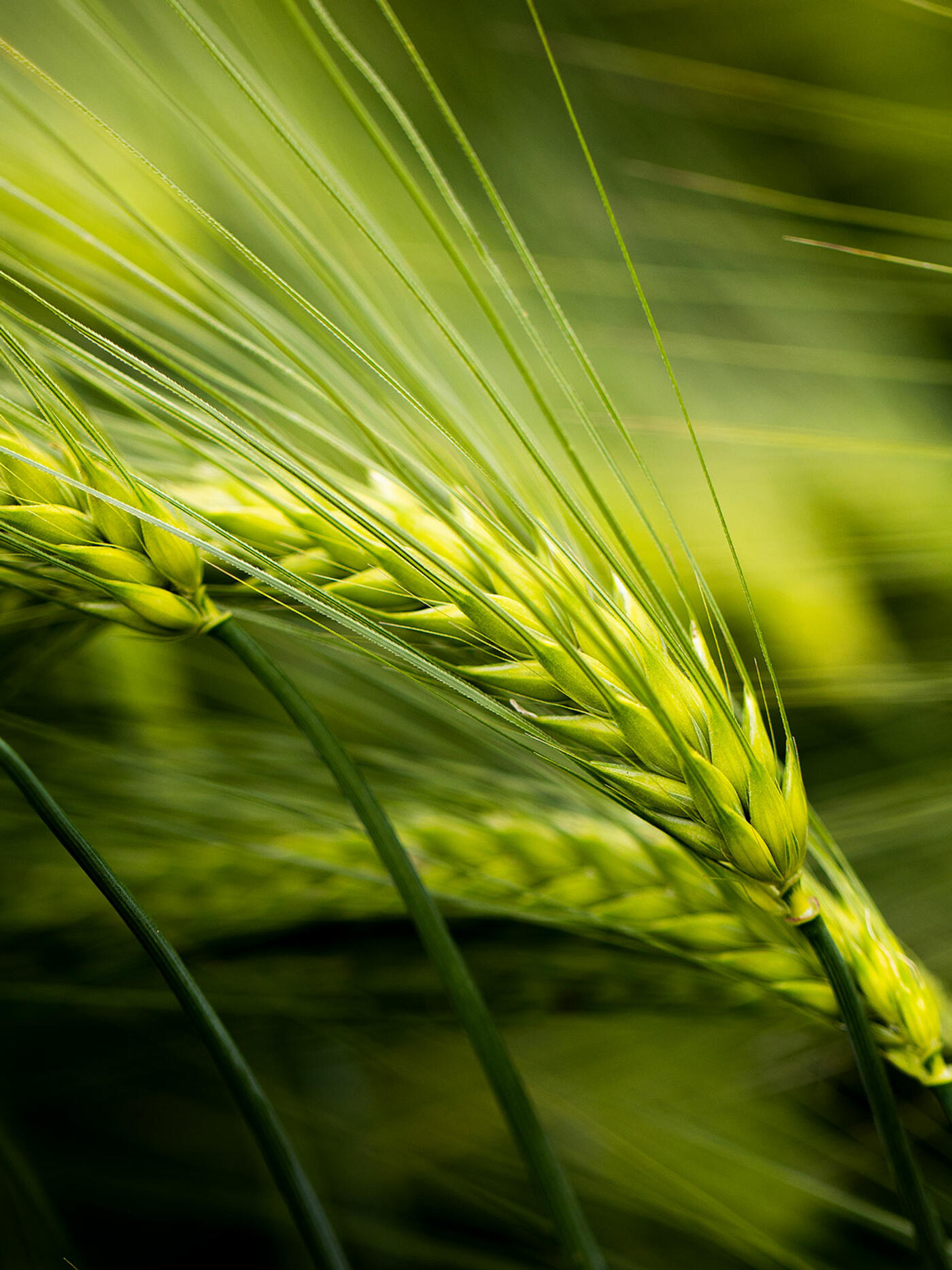 BEST-CROP: new varieties of barley in the name of circular economy | La  Statale News