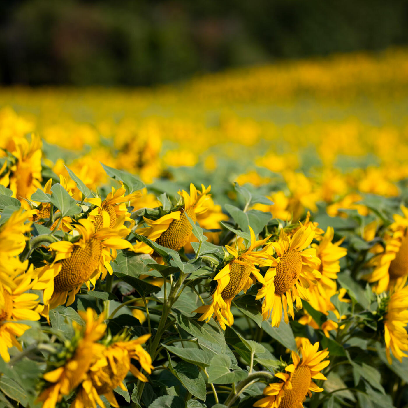 illustration-tournesol