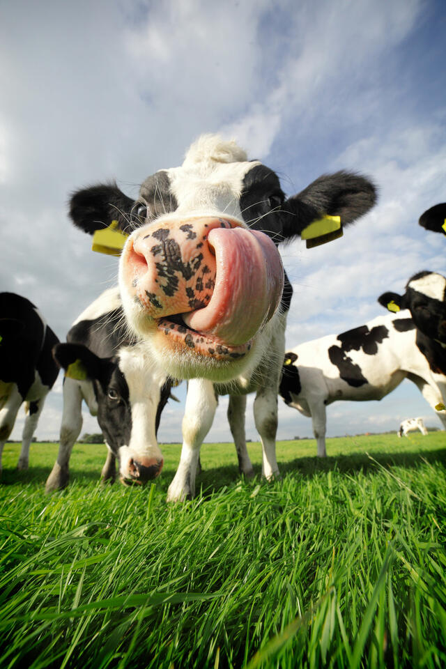 Istock-Cow-with-huge-tongue-183090898_3744x5616