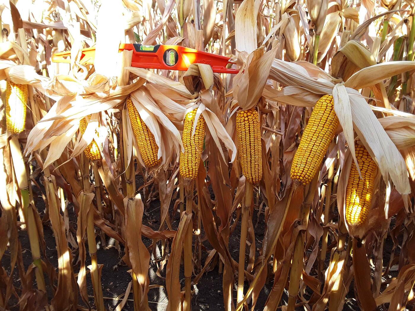 CJ40_ECJ4_ECJ4CJ40008007_LG31380_20230911_2 CJ40_ECJ4_ECJ4CJ40008007_LG31380_20230911_2